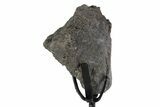 Fossil Sauropod Rib Section with Metal Stand - Colorado #383262-2